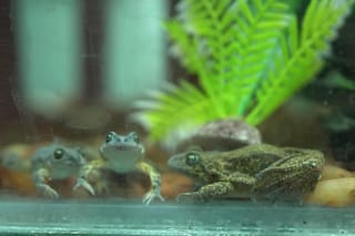 Día Internacional de los Anfibios: el proyecto que busca impedir la extinción de la rana patagónica