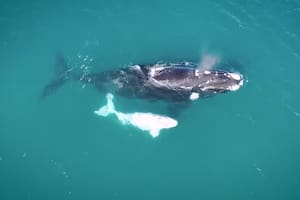 Día de la ballena franca austral: la danza en Península Valdés