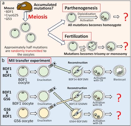 Diagrama esquemático de la prueba de calidad de ovocitos utilizando ratones reclonados BDF1, CryoG25 y G53