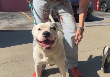 Diamond se negaba a separarse de su compañera lastimada.