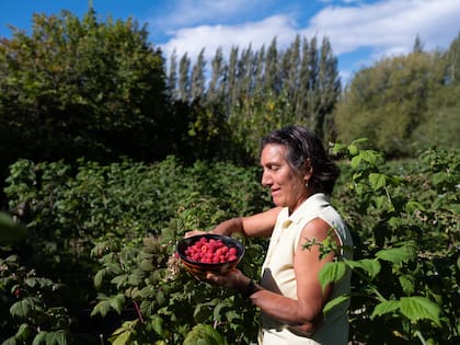 Diana, la esposa de Seguel, cosecha frambuesas en la finca.