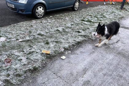 Diariamente, el perro recoge residuos (Foto Facebook David Grant)