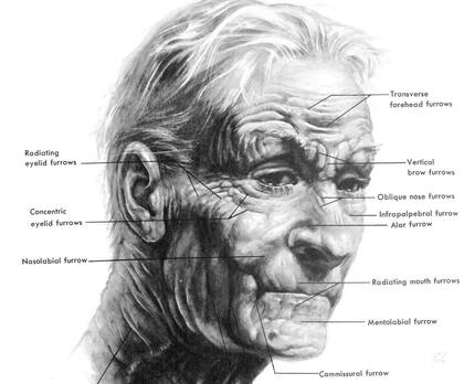 Dibujo de Andrew Loomis.