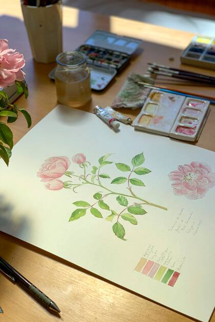 Dibujo de una rosa encontrada en la casa Frey