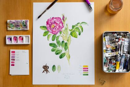 Dibujo de una rosa encontrada en la casa Frey