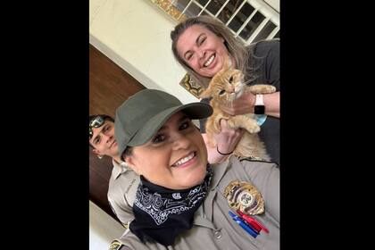 Dick Van Dyke y el rescate de su gato Bobo