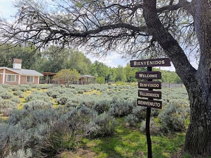 Die Lavendel se convirtió en una atracción turística, además de productiva