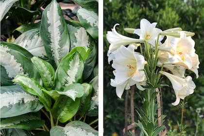 Dieffenbachia y lilium, dos plantas que pueden provocar daños severos en mascotas
