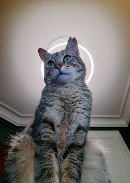 Diego, el famoso gato que creció en México y ahora vive en París (Foto: X/@Jean-Pierre Asvazadourian)