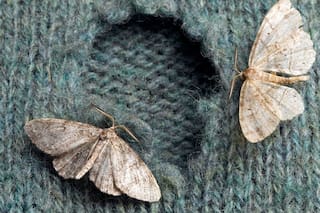 Diego Fernández, ingeniero químico: “Para repeler polillas mezclá 60 ml de agua con 30 ml de alcohol”