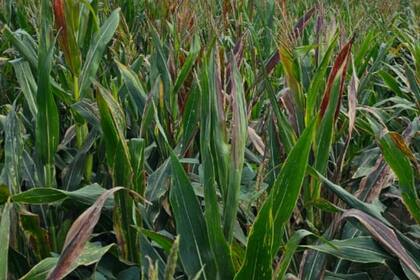 Diego Hugo Pérez: “A partir de los primeros días de enero, ya empezamos a ver la sintomatología en el campo, la presencia del vector. Desde 10 hasta más de 30 Dalbulus por planta a más de 30″