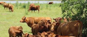 El negocio que se convirtió en la estrella de 2025