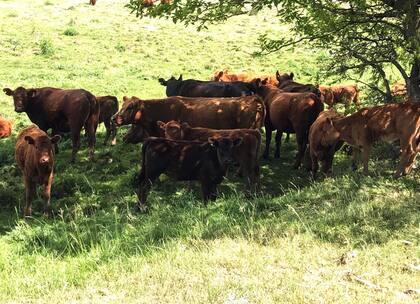 Diego Ponti: “No se debe convertir el corto plazo en un largo plazo que llega apurado”
