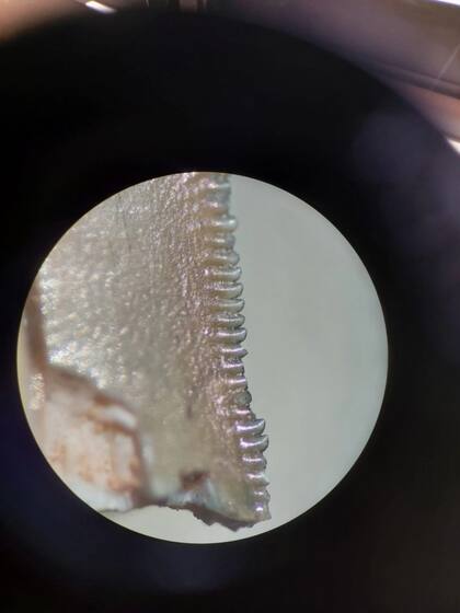 Diente de abelisáurido encontrado en Tacuarembó (Foto: M. Soto)