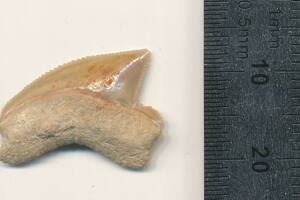 Encontraron dientes de tiburón en una excavación en Jerusalén