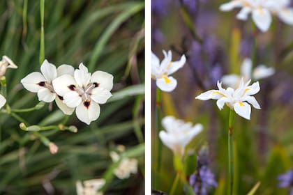 Dietes bicolor y iridioides, dos especies que mejoran su aspecto y floración con el tiempo