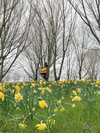 Diez mil narcisos distribuidos bajo árboles caducos (álamos y Acer saccharinum) brillan hacia finales del invierno en grandes masas con formas de lágrimas. La floración dura un poco más de un mes, luego hay que esperar a que se seque el follaje para que los bulbos acumulen reservas
