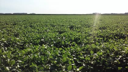 Diferentes productores coinciden en señalar que no lograron vender nada de la cosecha a un precio sin retenciones