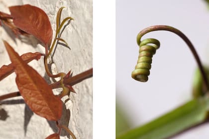 Diferentes tipos de zarcillos que utilizan para trepar: zarcillo con ganchos de Dolichandra unguis-cati (izq.) y zarcillo caulilnar de Passiflora alata (der.)