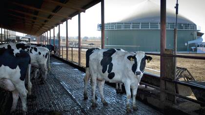 Digestores como este en el hato New Hope, en Galt, California, convierten estiércol de vaca en gas, usado para electricidad