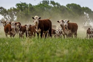 Los productores ganaderos deberán registrarse en una plataforma para no quedar fuera de un mercado