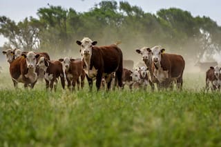 Los productores ganaderos deberán registrarse en una plataforma para no quedar fuera de un mercado