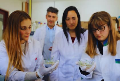 Dijeron que es un trabajo que se estuvo desarrollando durante todo el 2023, llegando hacia fines de ese año con las primeras plantas regeneradas, donde el proceso completo de desarrollo de estas plantas de trigo fue realizado en laboratorios de INTA