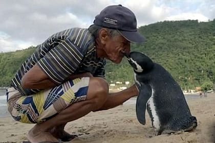 Din Din, un pingüino que reconoce a quien lo salvó y se lo agradece todos los años