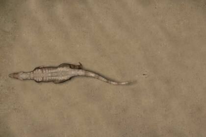 Dinosaurio dejando sus huellas impresas, separadas entre sí hasta tres metros