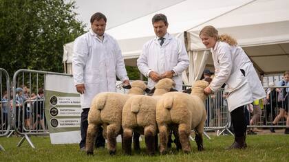 Directivos de la Asociación Criadores de Hampshire Down llegaron a la Royal Three Counties Show, la exposición de la raza más grande del Reino Unido