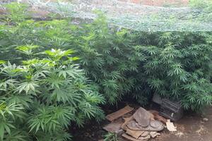 Discutió con su hermano por una herencia y lo denunció por tener una plantación de marihuana.