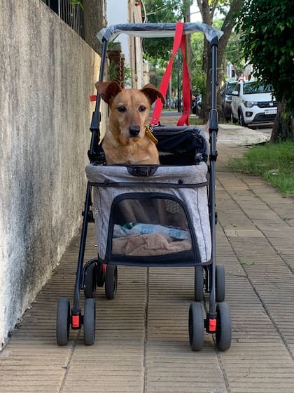 Disfruta de sus paseos en un carrito para perros.