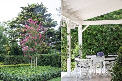 Una Lagerstroemia indica de la serie que recorre todo el jardín (izq.) y galería con piso de travertino, rosas y jazmines (der.).