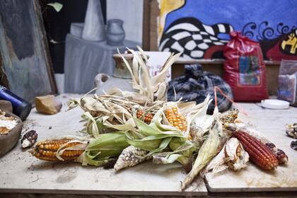 Distintas variedades de maz del banco de semillas del VICCU.