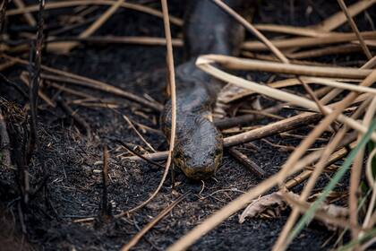 Distintos animales se mantienen a salvo del fuego en la Reserva Don Luis, Cambyretá, Ituzaingó, Corrientes, que forma parte del Parque Nacional Iberá. También ahí se les provee de alimentos, agua y algunos cuidados.