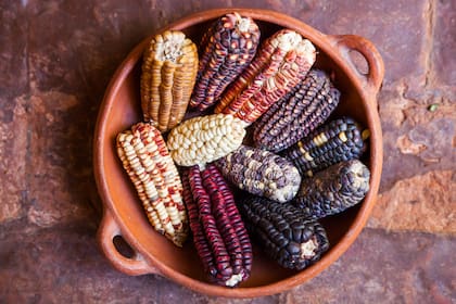 Distintos tipos de maíz.