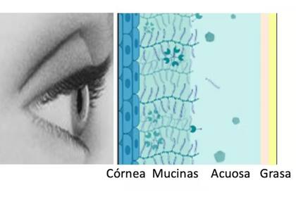 Distribución de los componentes de la lágrima en el ojo después de parpadear