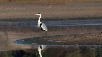 Diversas especies de aves han vuelto a lugares que se habían quedado sin agua.