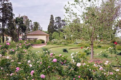 Diversas especies de rosas inglesas fueron ubicadas estratégicamente, entre ellas la 'Fair Bianca' y 'Sally Holmes'.