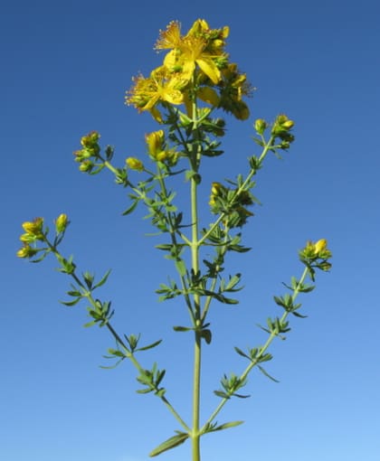 Diversas investigaciones clínicas demostraron que la hierba de San Juan puede ser tan efectiva como algunos tratamientos para la depresión leve a moderada