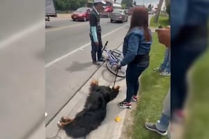 El indignante caso del paseador que arrastraba a un perro con su bicicleta