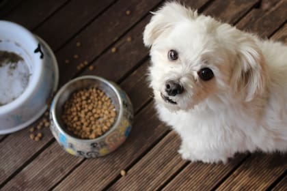 Diversos productos naturales son recomendados para los animales (Foto Unsplash)