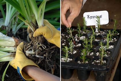 Dividir matas de herbáceas (izquierda) y hacer plantas de gajo de especies como romero (derecha), dos de las tareas para realizar en otoño en el jardín.