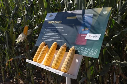 DK73-73: lanzado en 2025 con genética superior. Un híbrido Top Performance de ciclo completo.