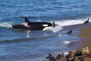 Un video captó un doble ataque de orcas en Chubut