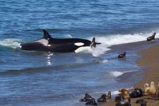 Un video captó un doble ataque de orcas en Chubut