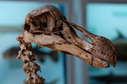 Colossal Biosciences anunció por primera vez su ambicioso plan para traer de vuelta al mamut hace dos años, y el martes informó querer hacer lo mismo con el dodo.