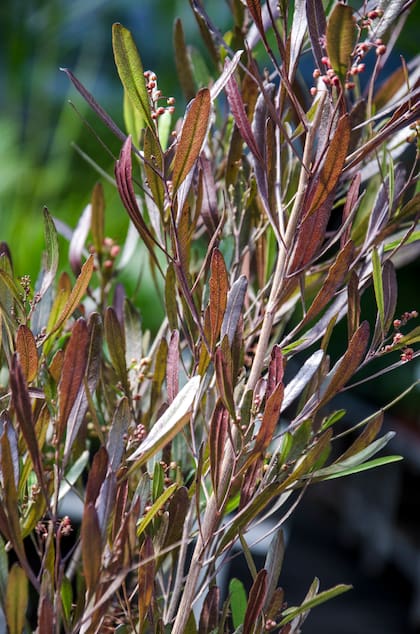 Dodonaea viscosa es una opción excelente para formar cortinas vegetales o delimitar sectores dentro del jardín