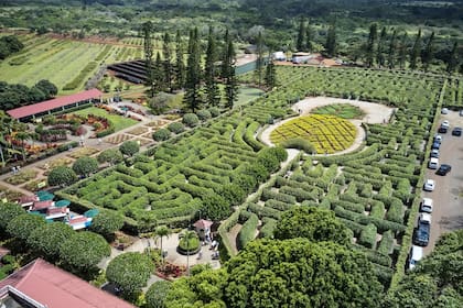 Dole Pineapple Garden Maze