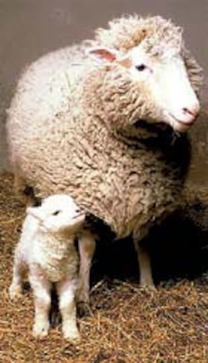 Dolly: la oveja, primer mamífero clonado, nació en febrero de 1996